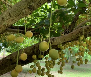 Aadusa Tree Leaves - Medicinal Properties