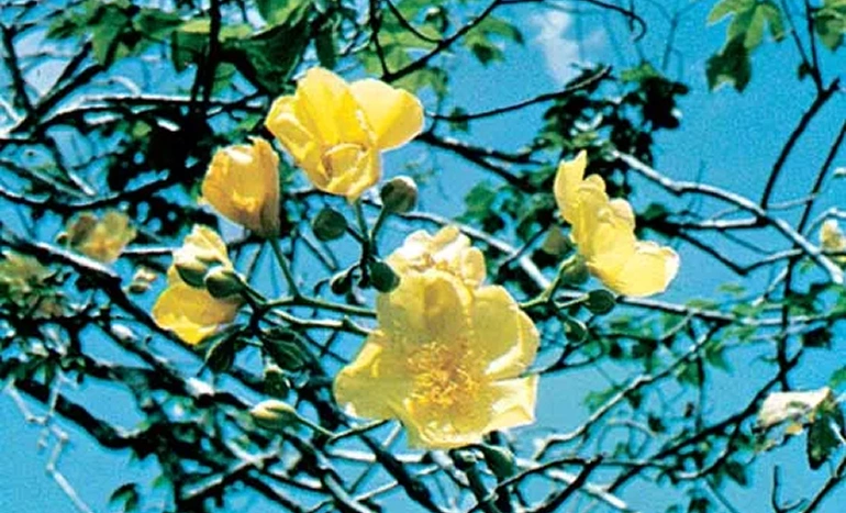 Aadusa Tree - Medicinal Plant