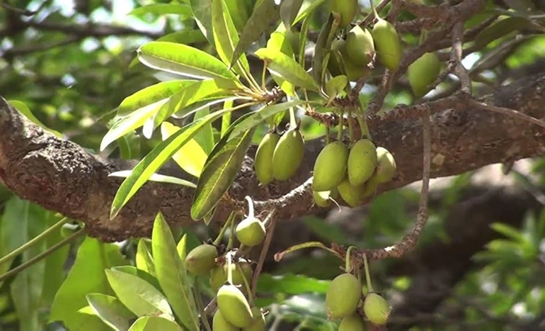 Aadusa Tree - Medicinal Plant