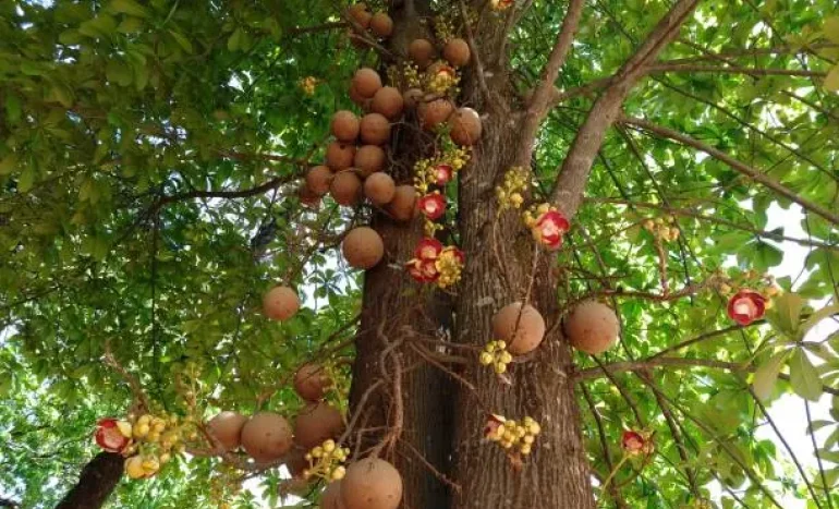 Cannonball Tree in Tropical Habitat