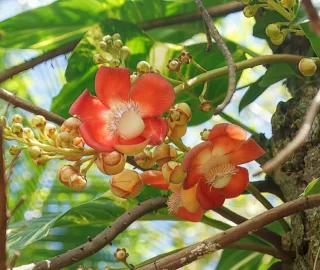 Cannonball Tree - Nature's Unique Marvel