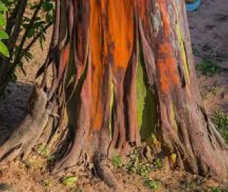 Capirona Tree Yellow Flowers