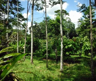 Capirona Wood Quality