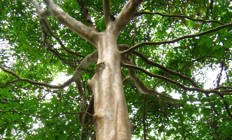 Capirona Tree - Benefits and Uses
