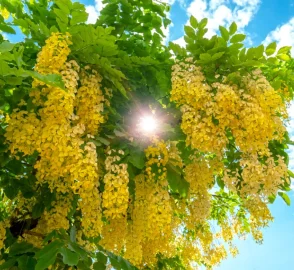 Cassia Tree Medicinal Pods