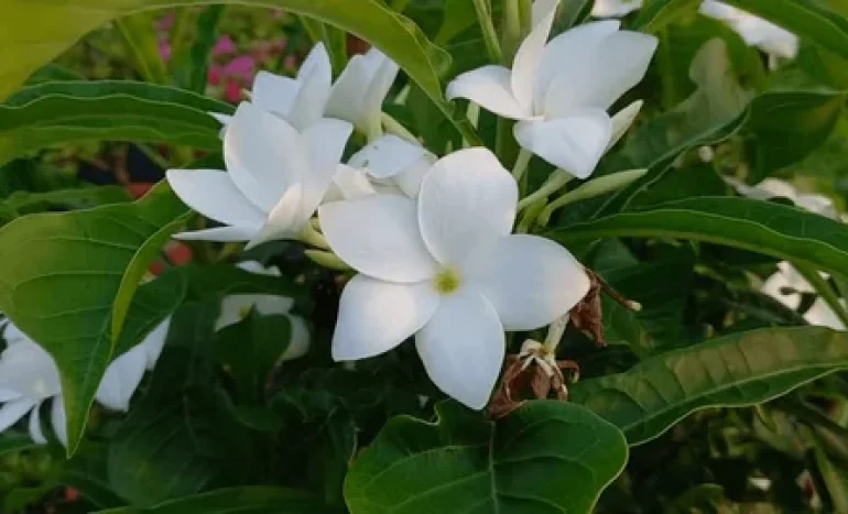Champa White - The Timeless Bloom of Purity