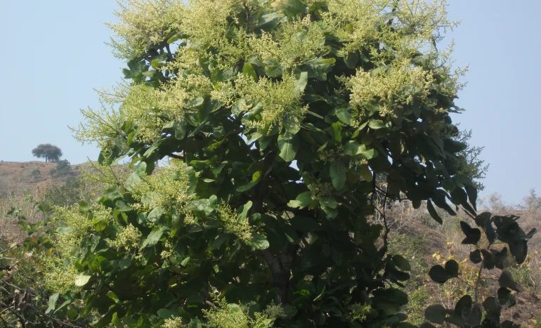 Charoli Tree - Nature's Nutty Treasure