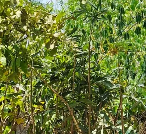 Charoli Tree with Fruits