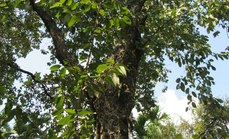 Chaste Tree - Nature's Hormonal Harmony