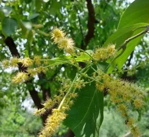 Chebulic Myrobalan Products