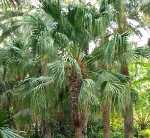 China Palm Tree Landscape