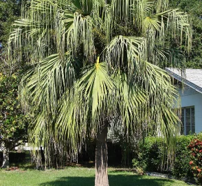 Palm Tree in Urban Setting