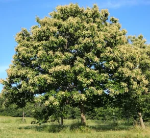 Chinese Chestnut Tree with Nuts