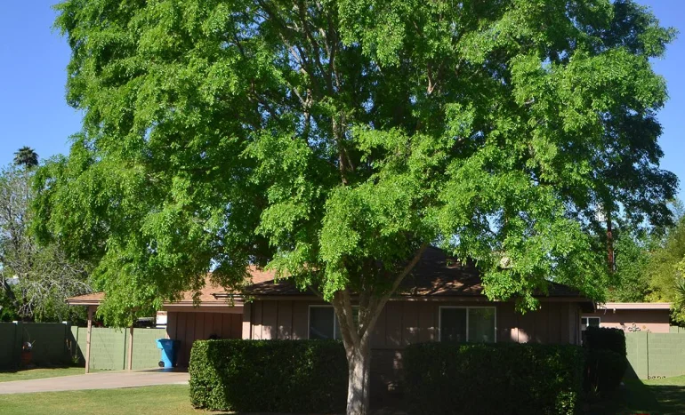 Chinese Elm Tree - Ultimate Landscape Beauty