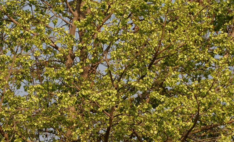 Chirol Tree - Nature's Rare Gem