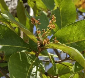 Chirol Tree in Landscape