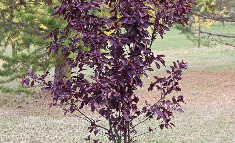 Chokecherry Tree - Unique Fruit Treasure