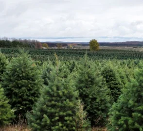 Christmas Tree with Gifts