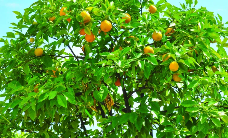 Citron Tree - Unique Flavor and Health Benefits