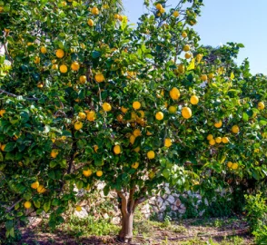 Citron in Culinary Use