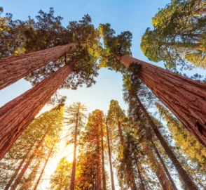 Redwood National Park