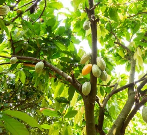 Cocoa Beans Processing