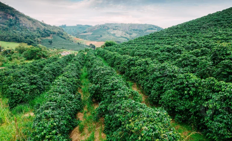 Coffee Arabica Tree - Perfectly Brewed Coffee