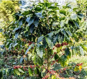 Coffee Arabica Tree with Cherries