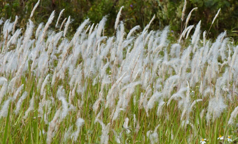 Cogon Grass - Nature's Resilient Grass