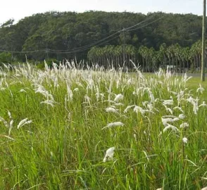 Cogon Grass in Landscaping