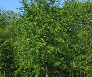 Hornbeam Leaves and Bark