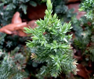 Juniper in Garden
