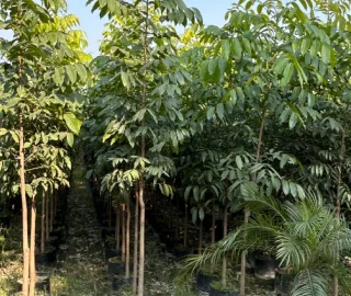 Congo Basin Rainforest