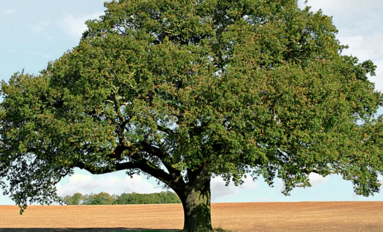 Common Walnut Tree - Nature's Nutritional Powerhouse
