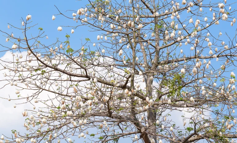 Cotton Tree - Nature's Marvel