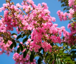 Crape Myrtle Blooms