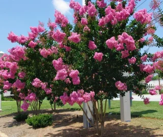 Crape Myrtle Landscape