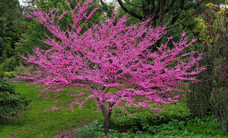 Eastern Redbud Tree - Ornamental Beauty