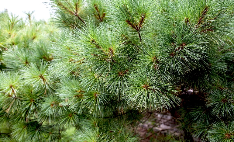 Eastern White Pine Tree - Majestic Giant