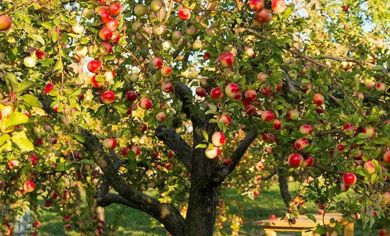 Ebony Apple Tree - Ultimate Guide