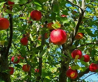 Ebony Apple Tree - Fruit