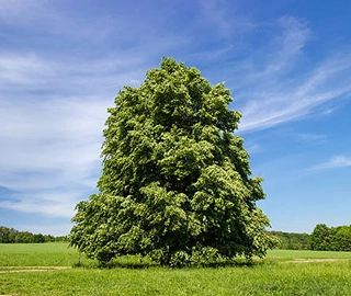 European Linden Tree Conservation