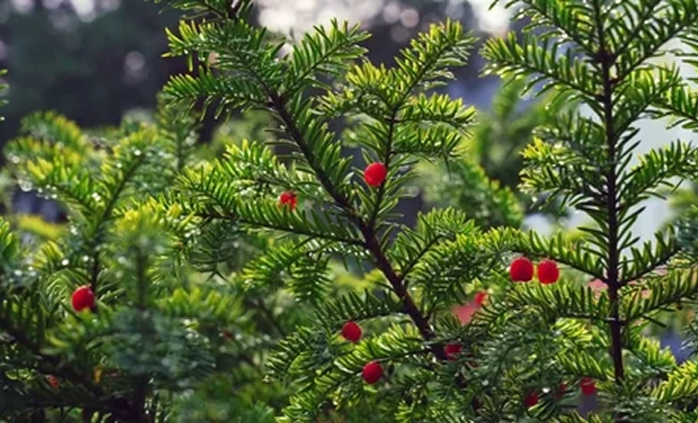 European Yew Tree - Ancient Evergreen