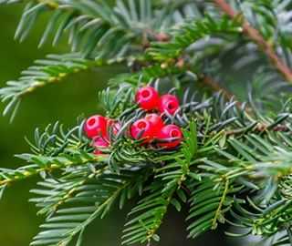 European Yew Tree - Ancient Specimen