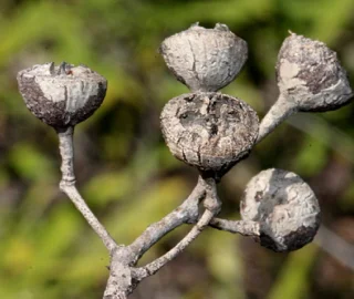 False Mahogany Tree Leaves - Ecological Benefits