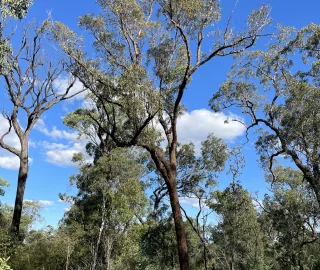False Mahogany Tree Plantation