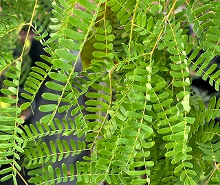 False Tamarind Tree Leaves - Nitrogen Fixation