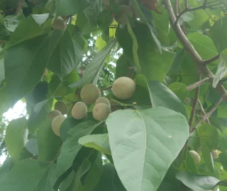 False White Teak Tree Leaves - Identification