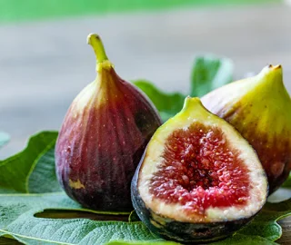 Fig Tree Conservation Efforts