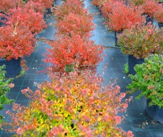 Glossy Abelia Landscaping